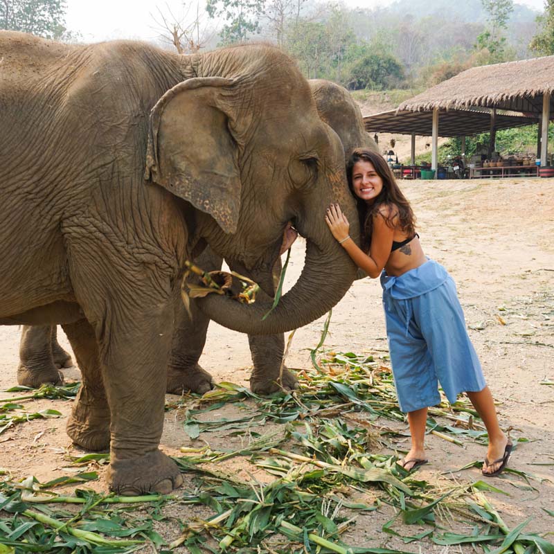 seguro viagem animais selvagens tailândia