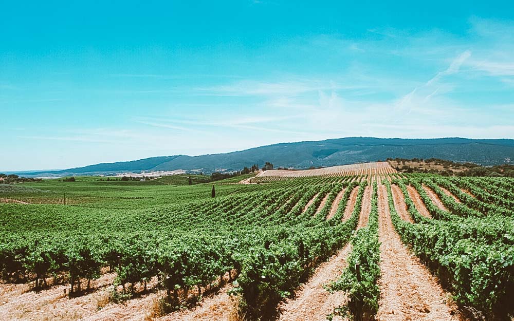 vinicolas em portugal plantação