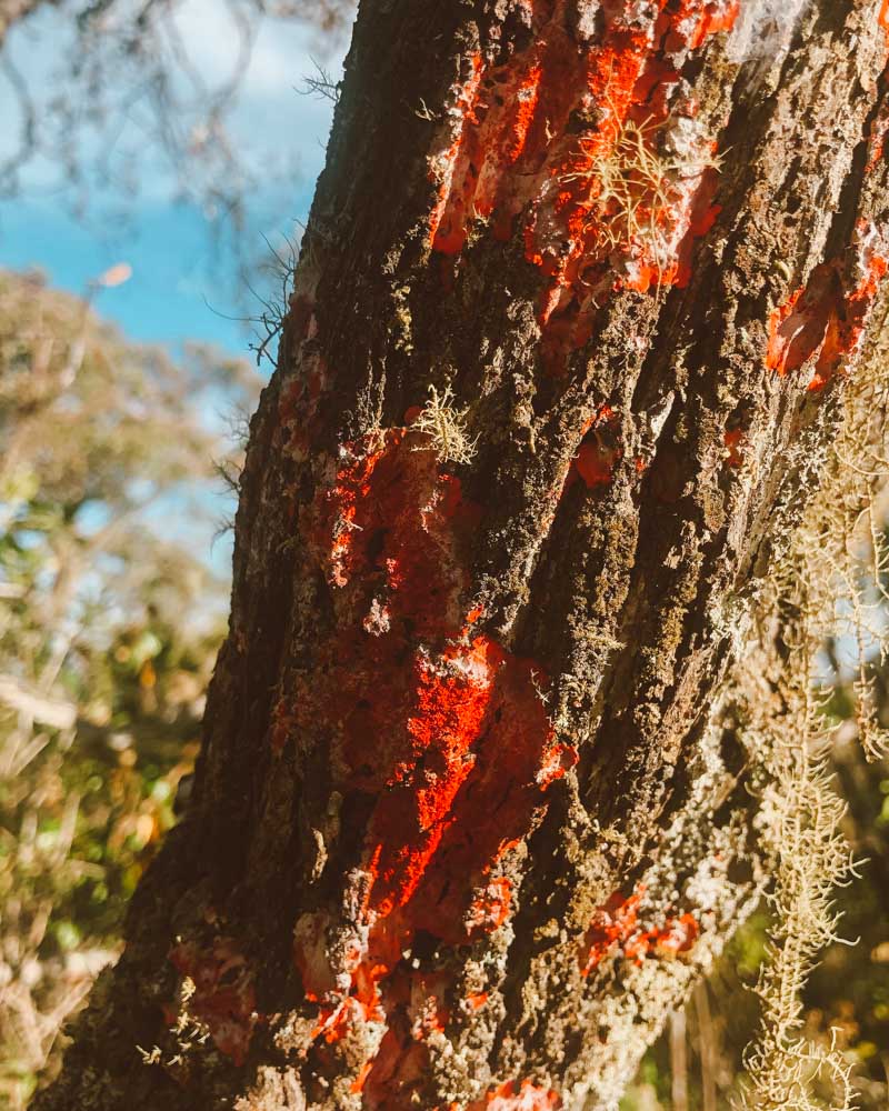 liquen vermelho ibitipoca