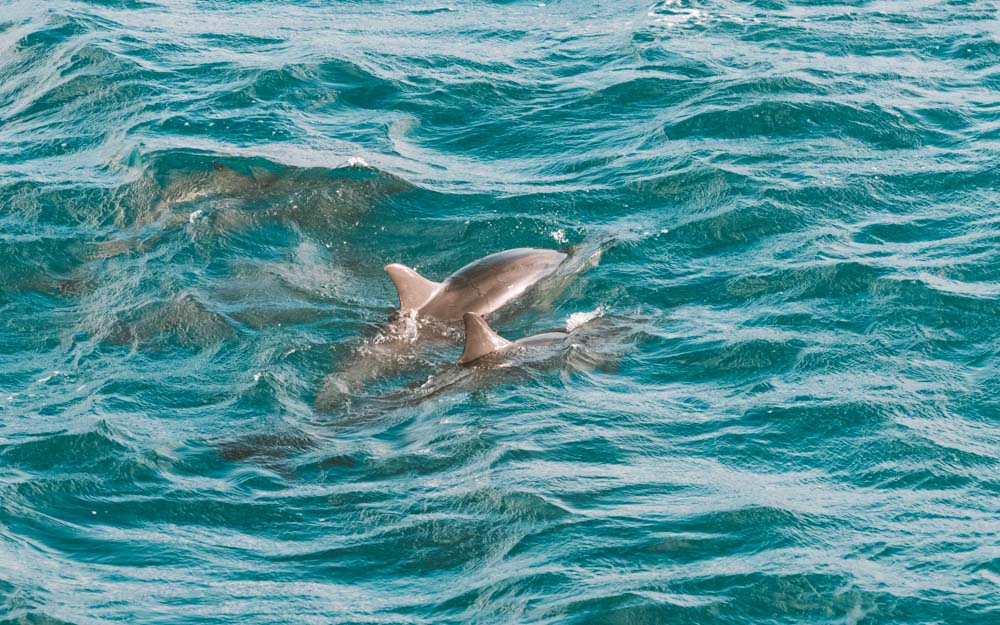 mergulho com golfinhos em fernando de noronha