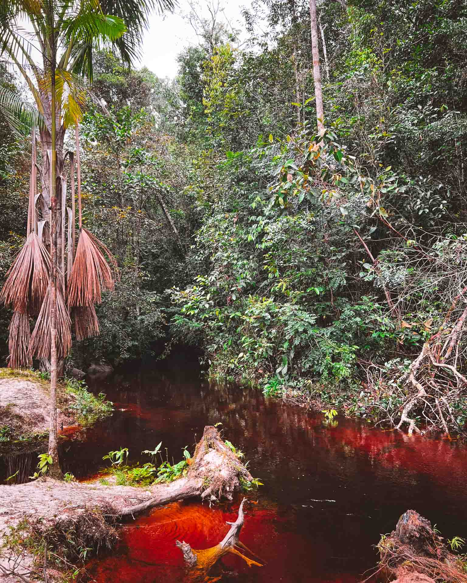 Igarapé Vermelho Amazônia